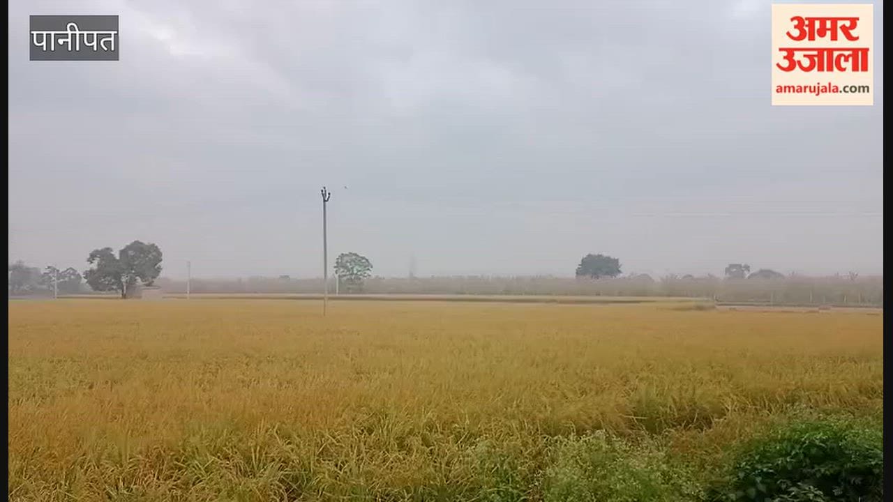 The weather has taken another turn; light rain in Panipat on Thursday morning has heightened concerns among farmers.